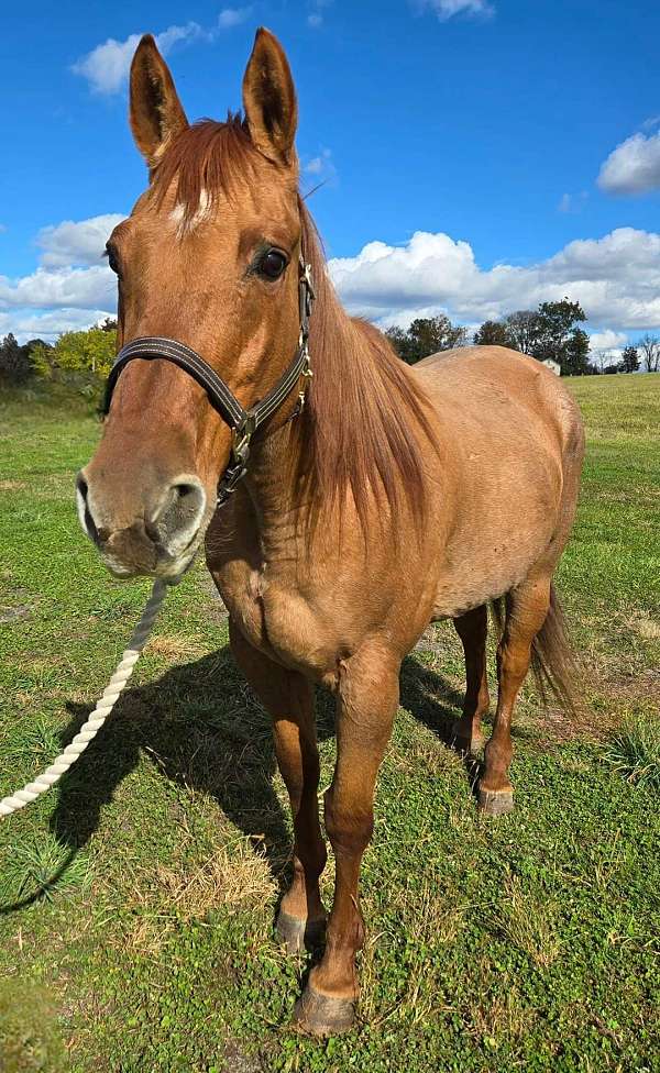 quarter-horse-mare