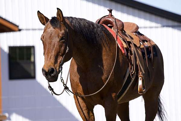 bay-roan-see-pics-horse