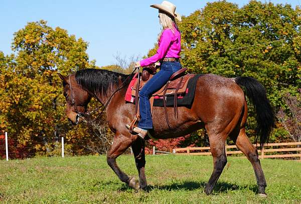 trail-quarter-horse