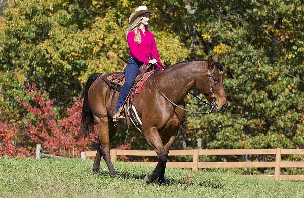 husband-safe-quarter-horse