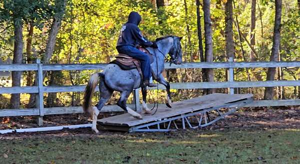 native-costume-appaloosa-horse