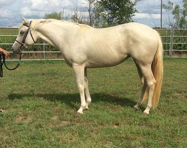 buckskin-unborn-foal