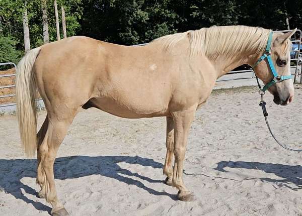 natural-horsemanship-training-quarter-horse