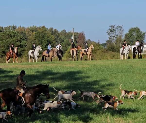 all-around-warmblood-horse