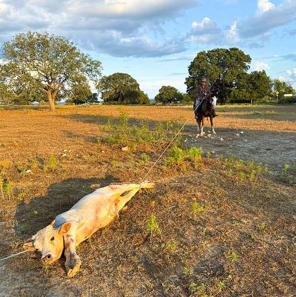 bay-roan-see-pics-horse