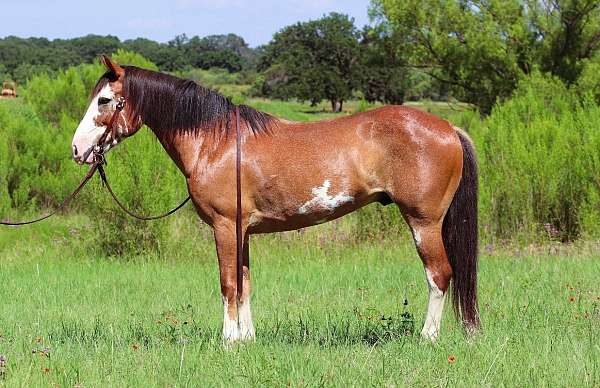 flashy-draft-horse