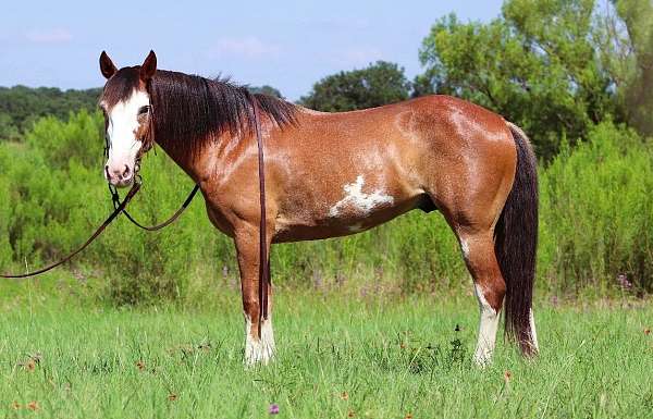 family-draft-horse