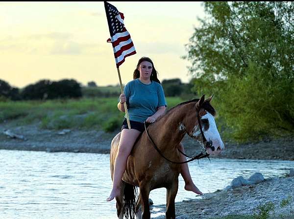 all-around-draft-horse