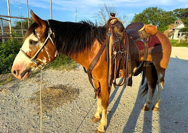 gentle-draft-horse