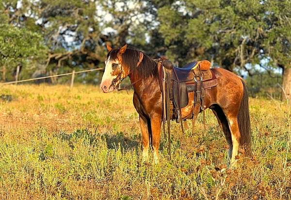 cross-draft-horse