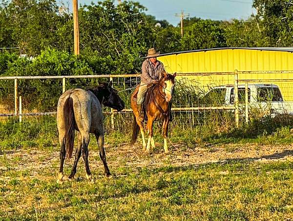 draft-horse