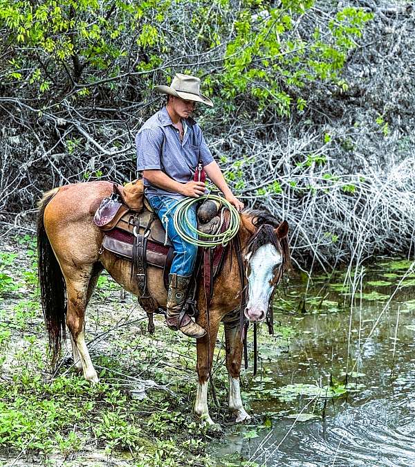 lesson-draft-horse