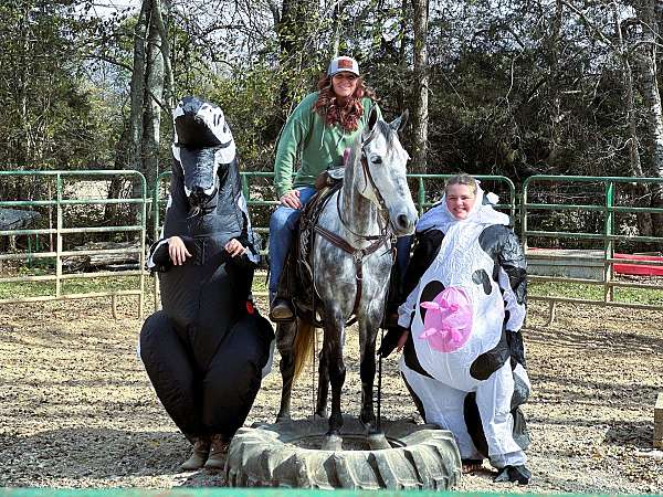 grey-see-pics-horse