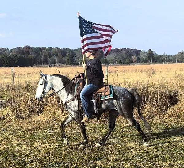 flashy-tennessee-walking-horse