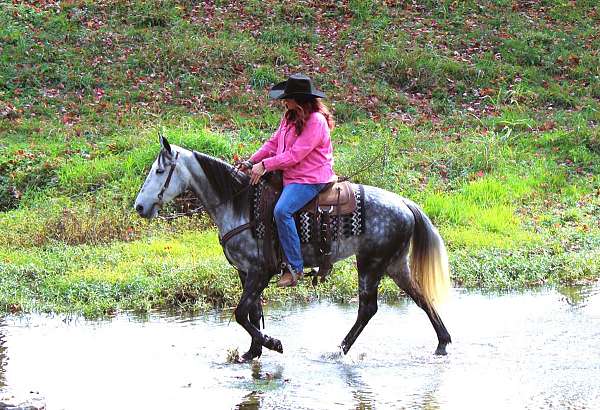 gaited-tennessee-walking-horse