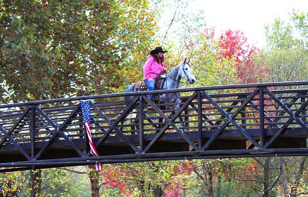 family-tennessee-walking-horse