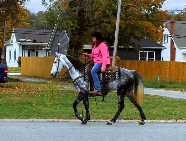 trail-tennessee-walking-horse