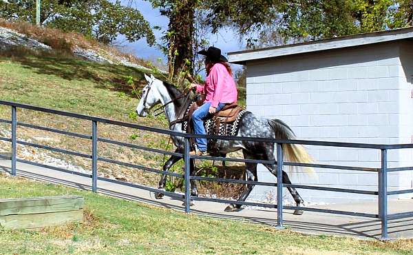 husband-safe-tennessee-walking-horse