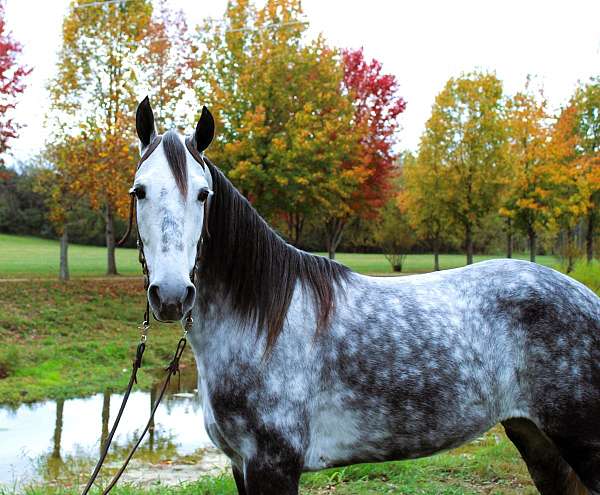 athletic-tennessee-walking-horse