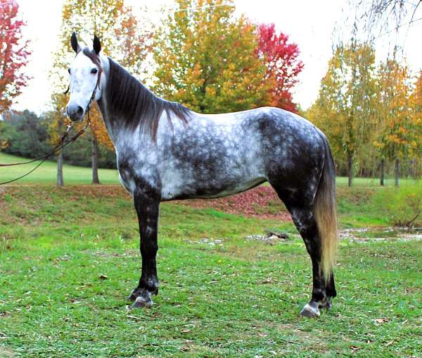 breeding-tennessee-walking-horse