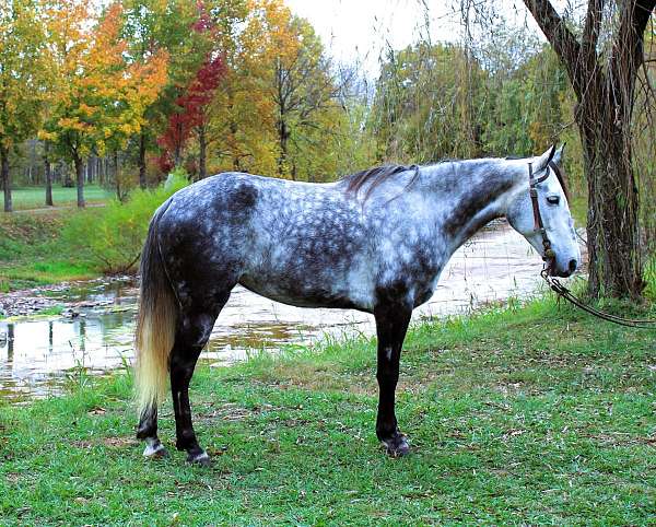 dappled-tennessee-walking-horse