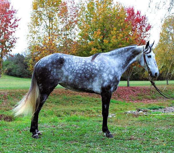 experienced-tennessee-walking-horse