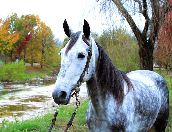 horsemanship-tennessee-walking-horse