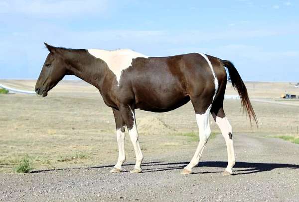 tobiano-see-pics-horse