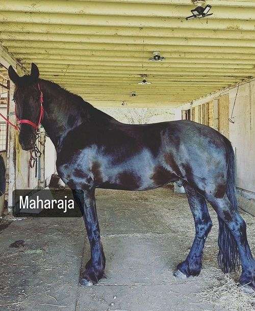 16-hand-friesian-gelding