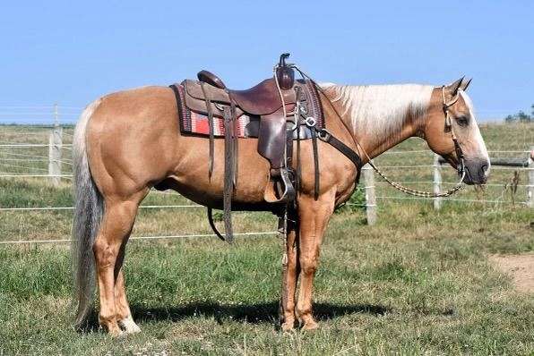 palomino-see-pics-horse