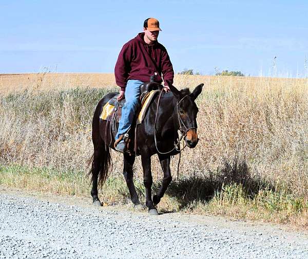 brown-see-pics-horse