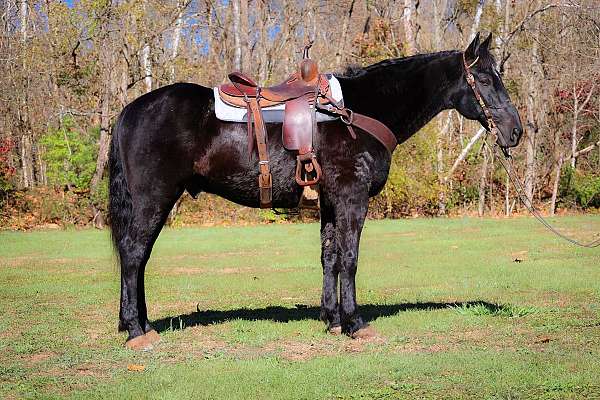 western-dre-percheron-horse