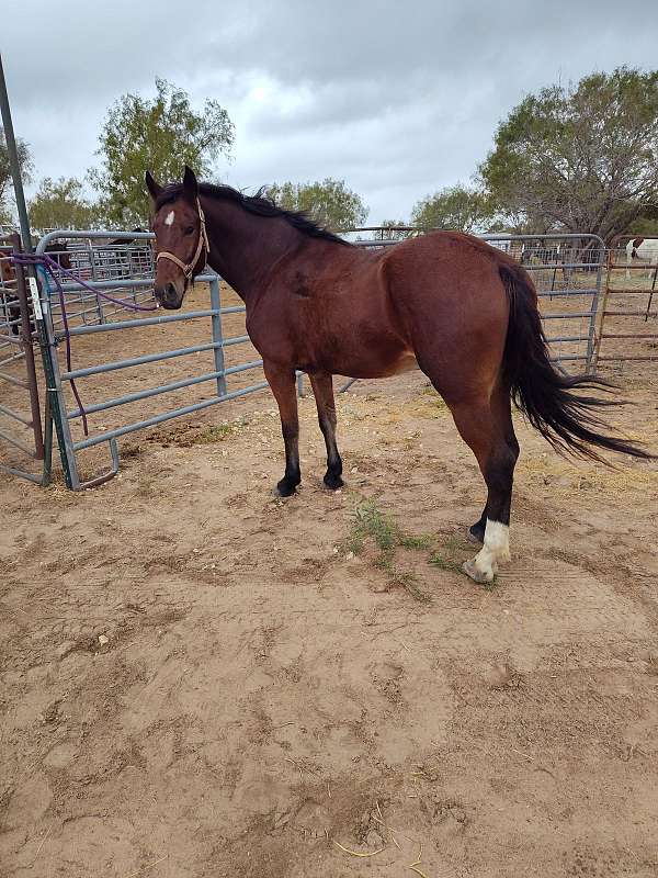 15-hand-gelding