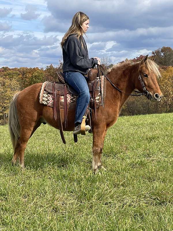 sorrel-started-under-saddle-pony