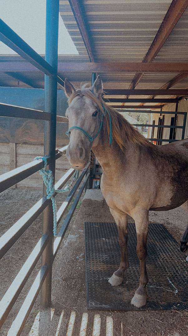 paso-fino-gelding