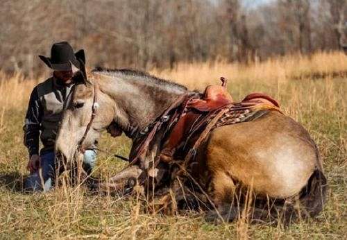 all-around-draft-horse