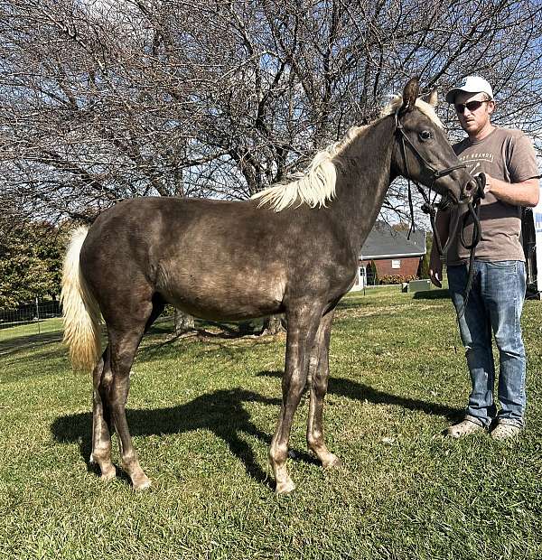 chocolate-white-rocky-mountain-weanling