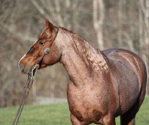 athletic-quarter-horse