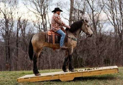 all-around-draft-horse