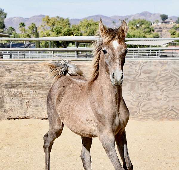 star-small-sock-horse