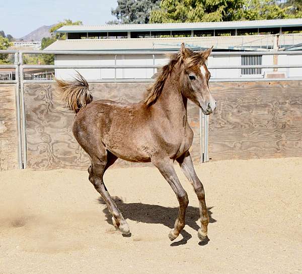 grey-star-small-sock-horse