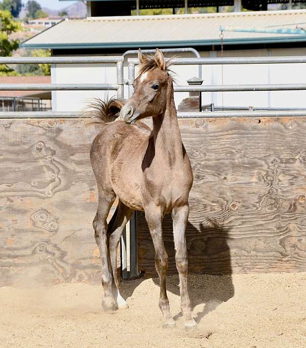 all-around-arabian-horse