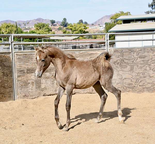 barrel-racing-arabian-horse