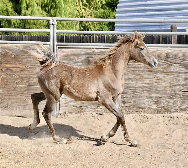 breeding-arabian-horse