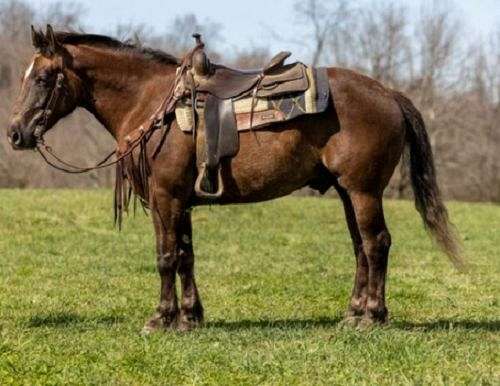 all-around-morgan-horse