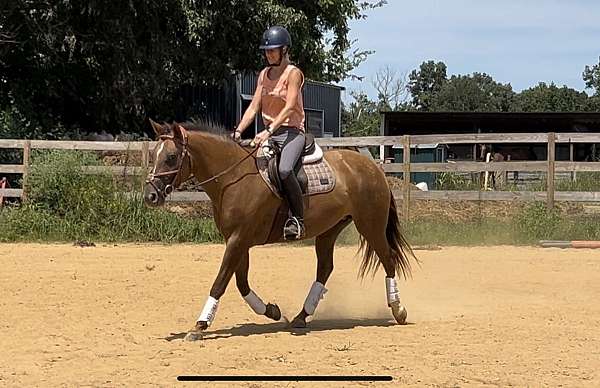 liver-chestnut-stripe-spots-horse