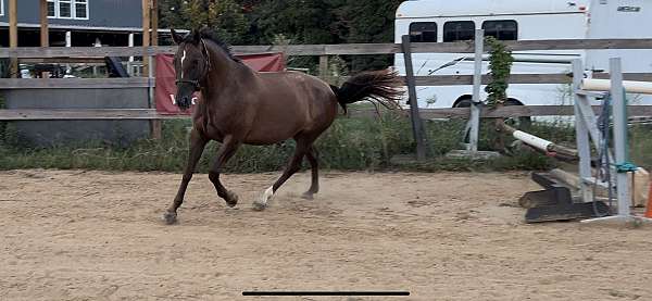 even-appaloosa-horse