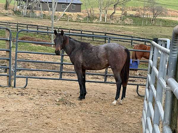 stone-cold-buck-quarter-horse