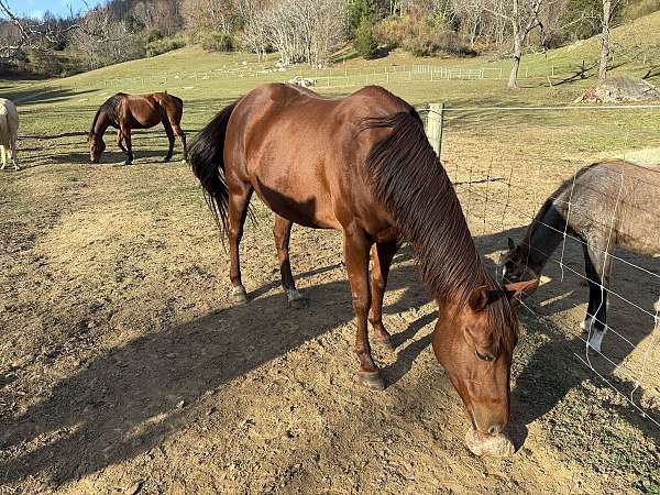 athletic-quarter-horse