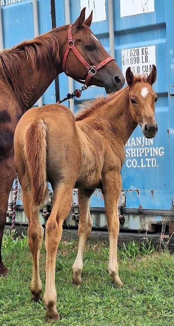 chestnut-quarter-horse-foal